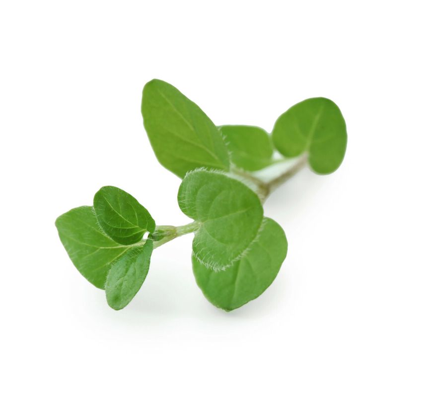 świeże oregano