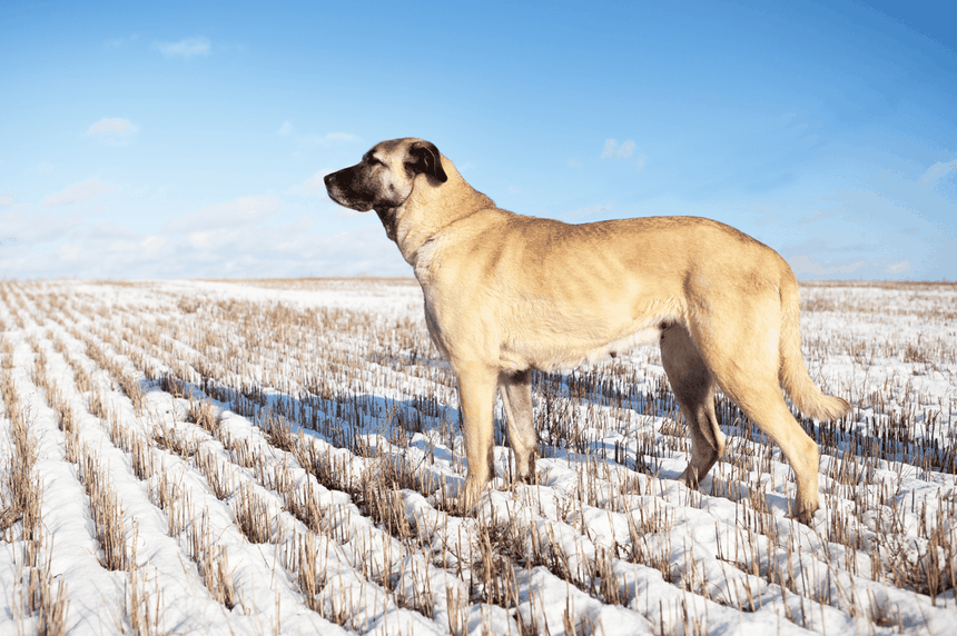kangal, turecki pies pasterski