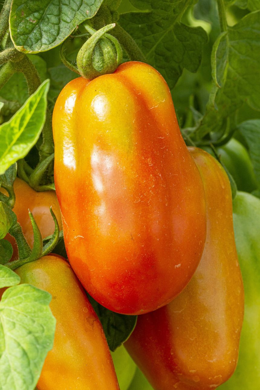 pomidory san marzano
