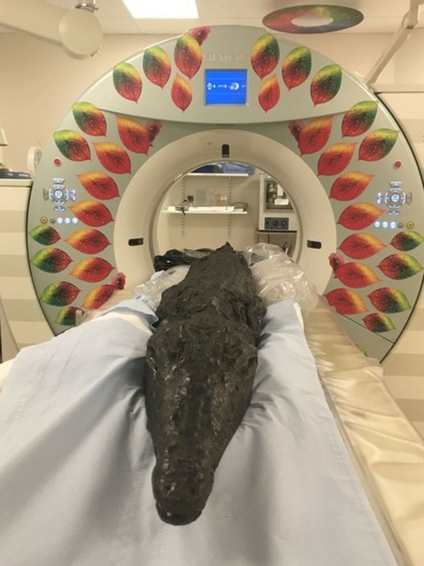 mumia krokodyla, wykonali tomografię