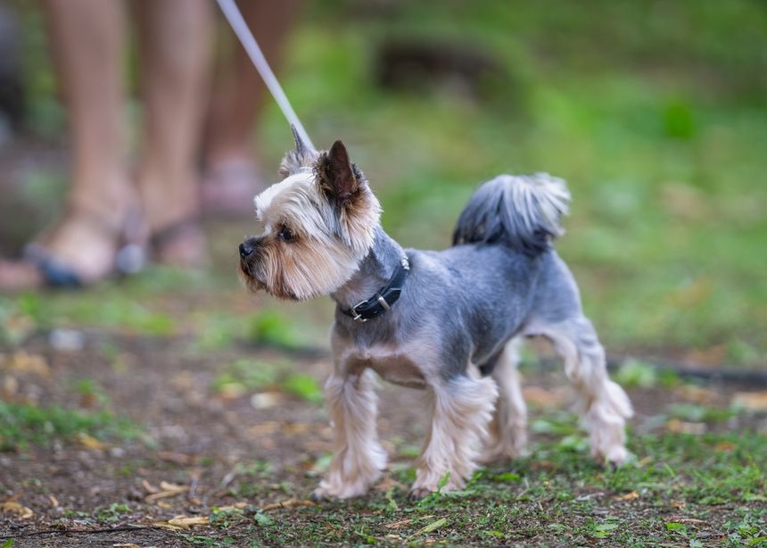 Yorkshire terrier
