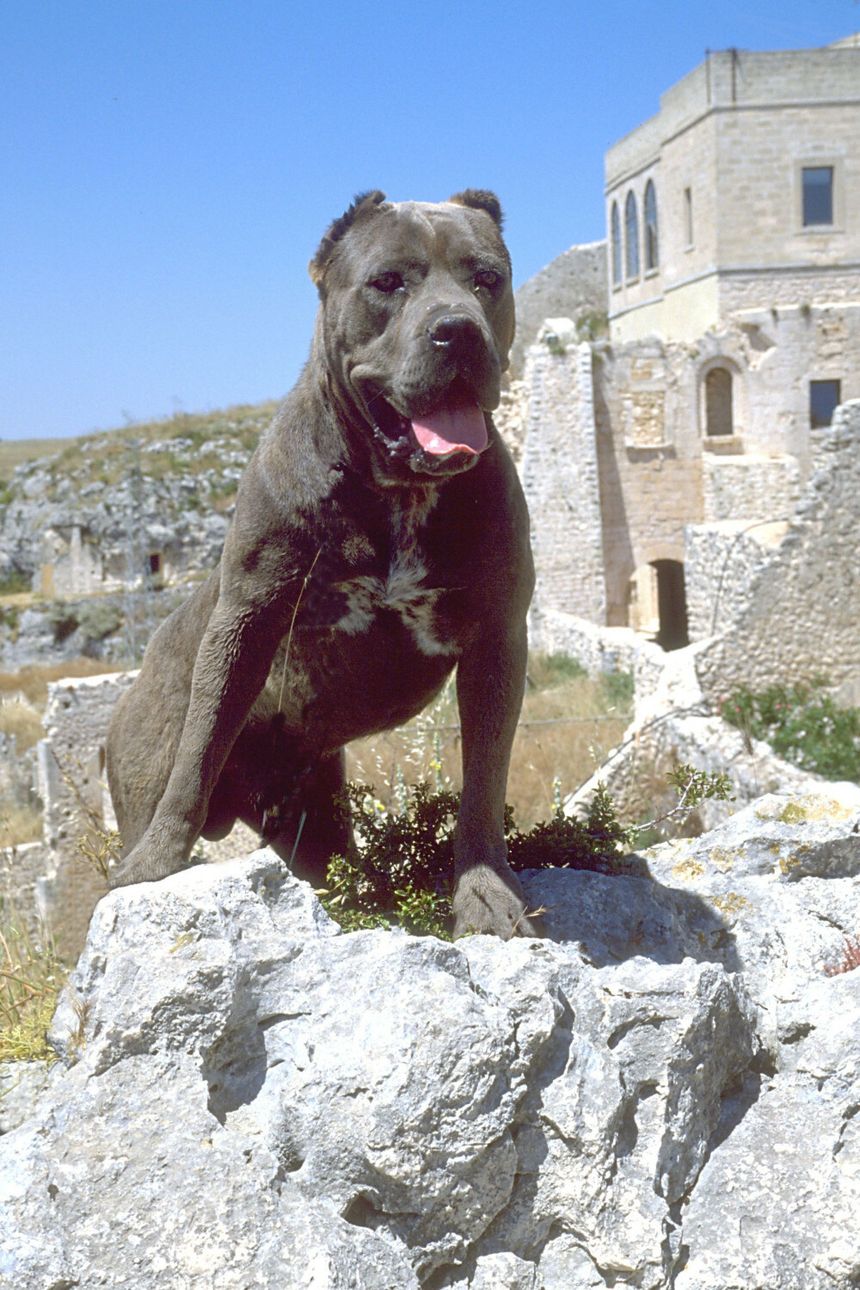 pies cane corso