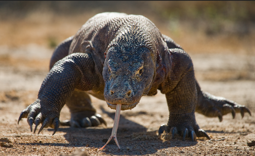 waran z Komodo