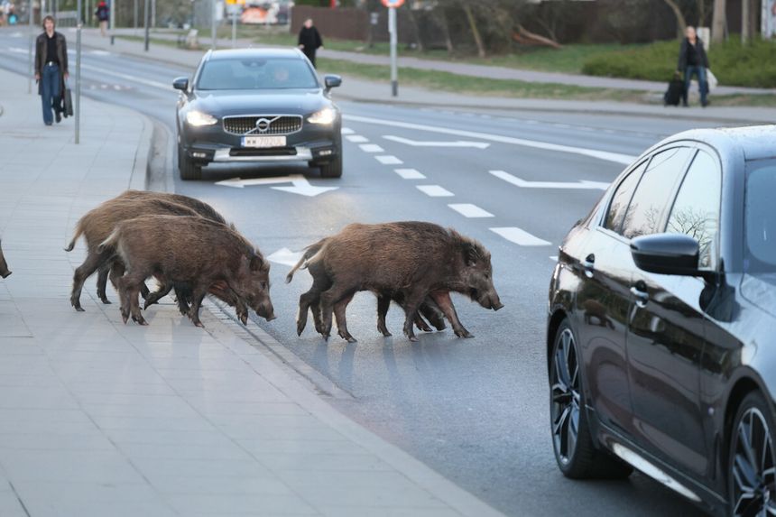 dziki w mieście są niebezpieczne