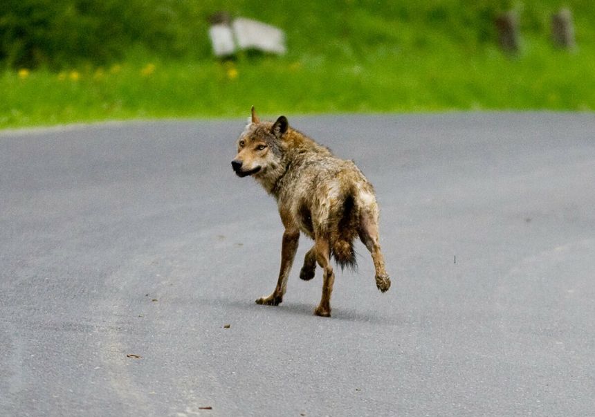 Wilki w Polsce to realny problem i zagrożenie?