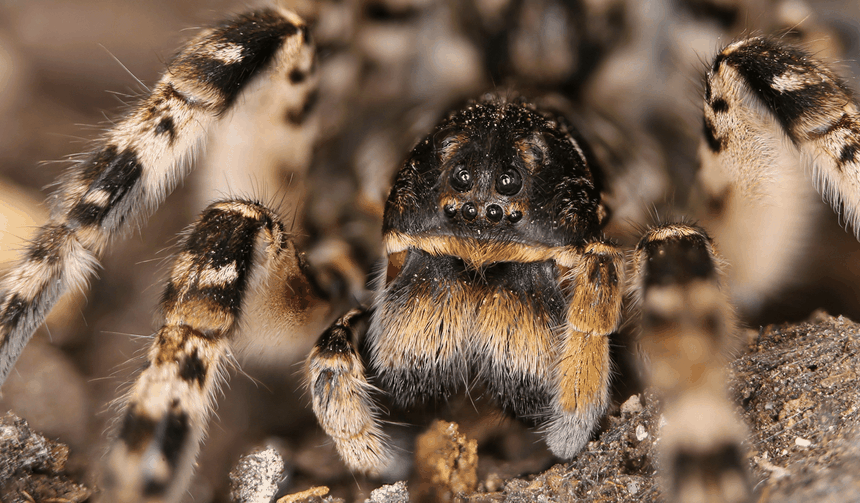 jadowite pająki w Polsce, tarantula