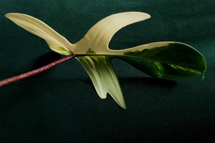 Philodendron Florida Beauty, koszt sadzonki bez korzeni, z jednym liściem min. 500/600 złotych