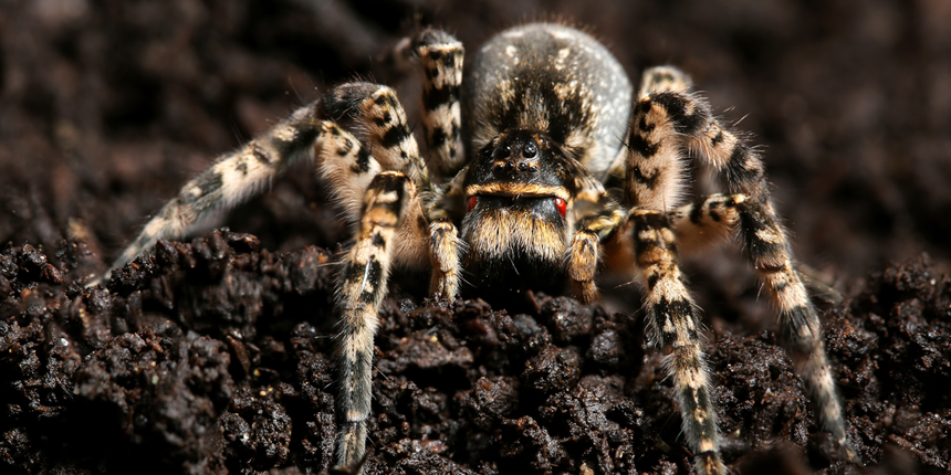 tarantula Lycosa singoriensis, jadowite pająki