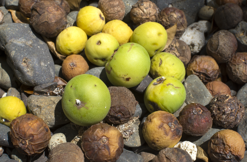 trujące owoce manchineel