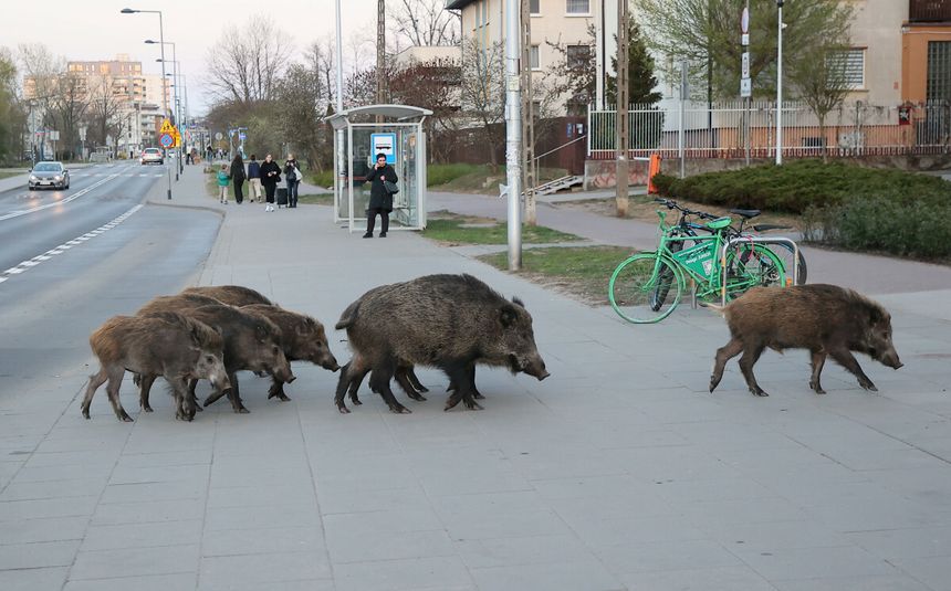 dziki w mieście, ostrzeżenie