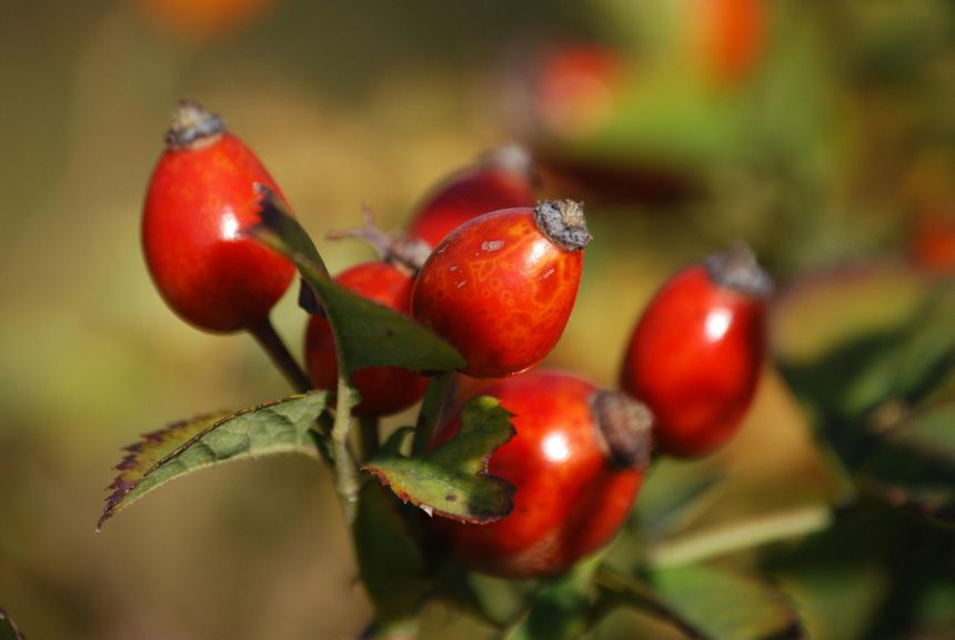 Korzyści zdrowotne wynikające ze spożywania dzikiej róży