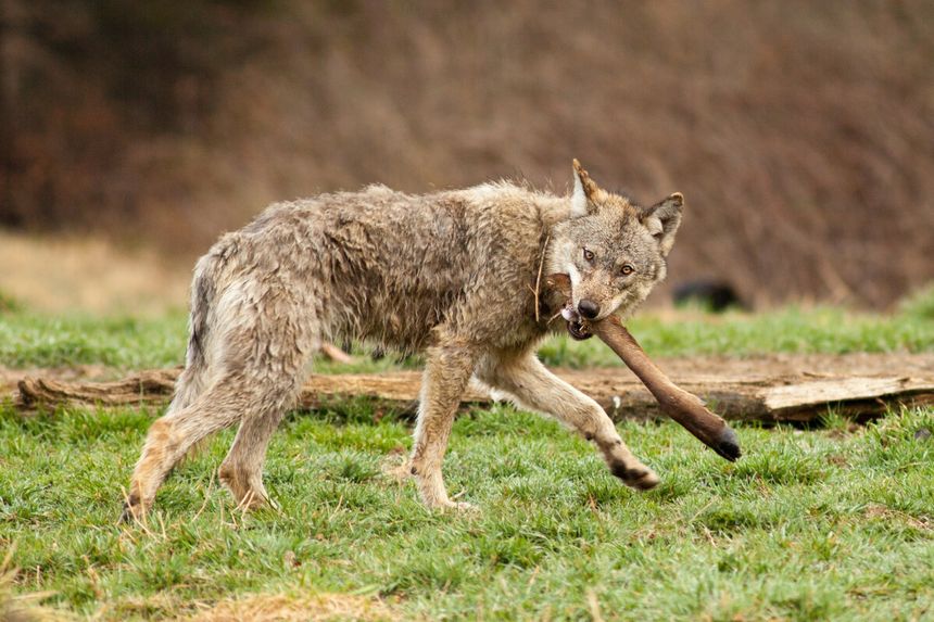 spotkanie z wilkiem w Bieszczadach