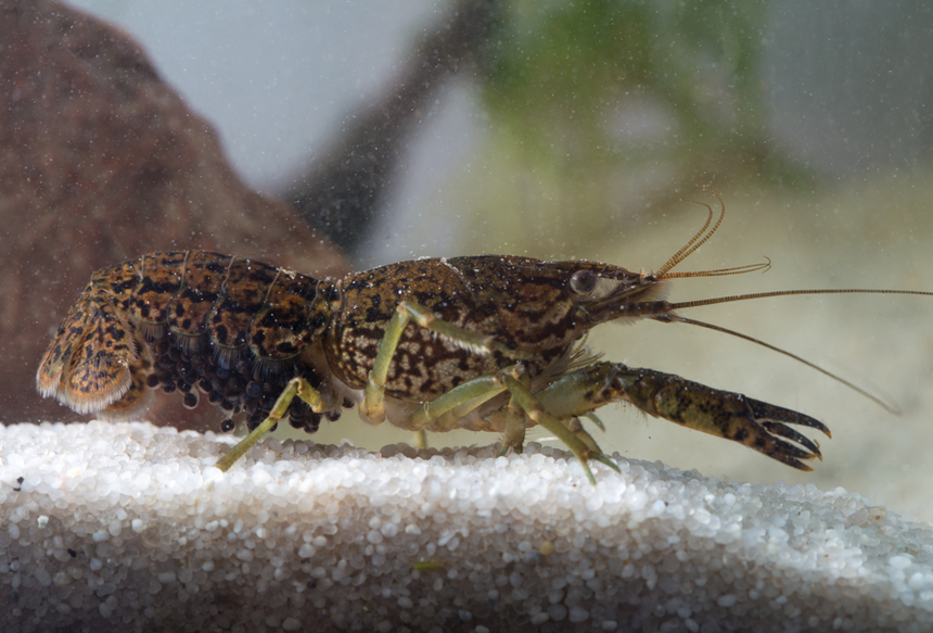 rak marmurkowy Procambarus virginalis
