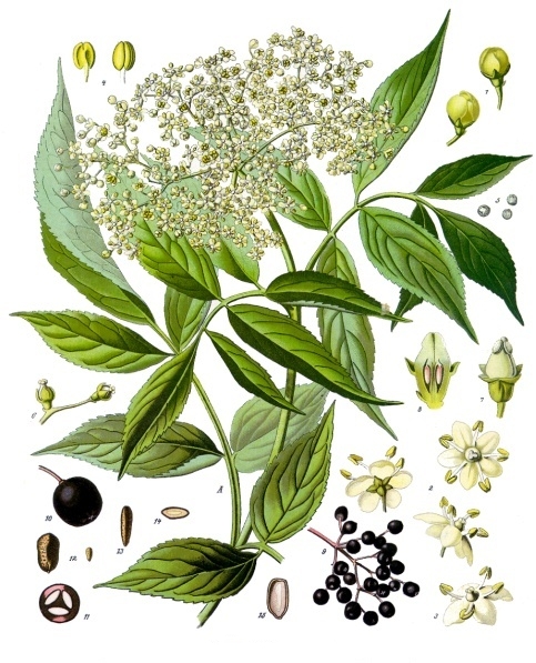Fot. Wikimedia / Franz Eugen Köhler, Köhler's Medizinal-Pflanzen