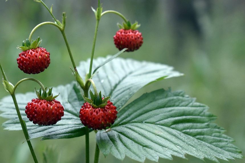 Poziomki