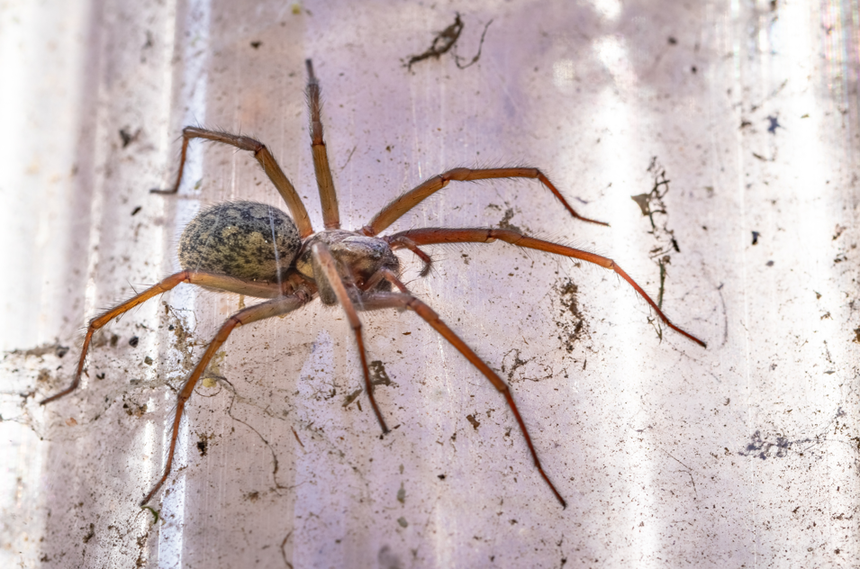pająk kątnik domowy Tegenaria domestica