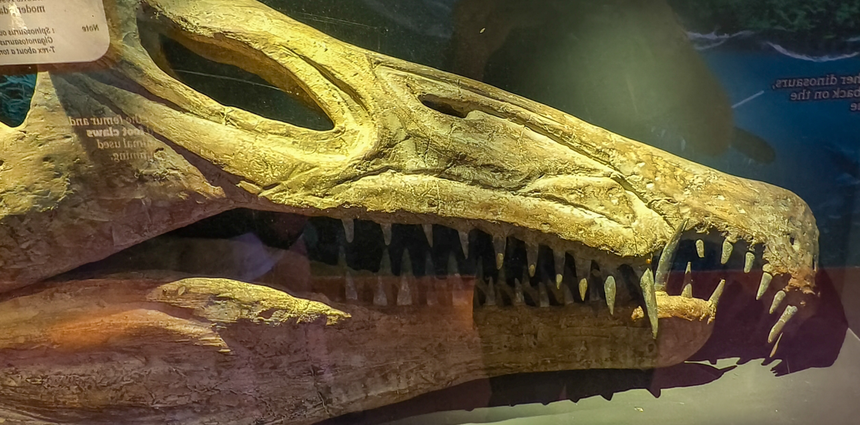 dinozaury, replika czaszki spinozaura