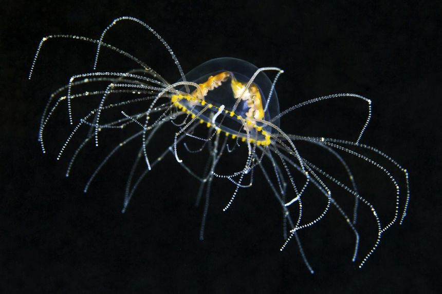 meduza Gonionemus vertens
