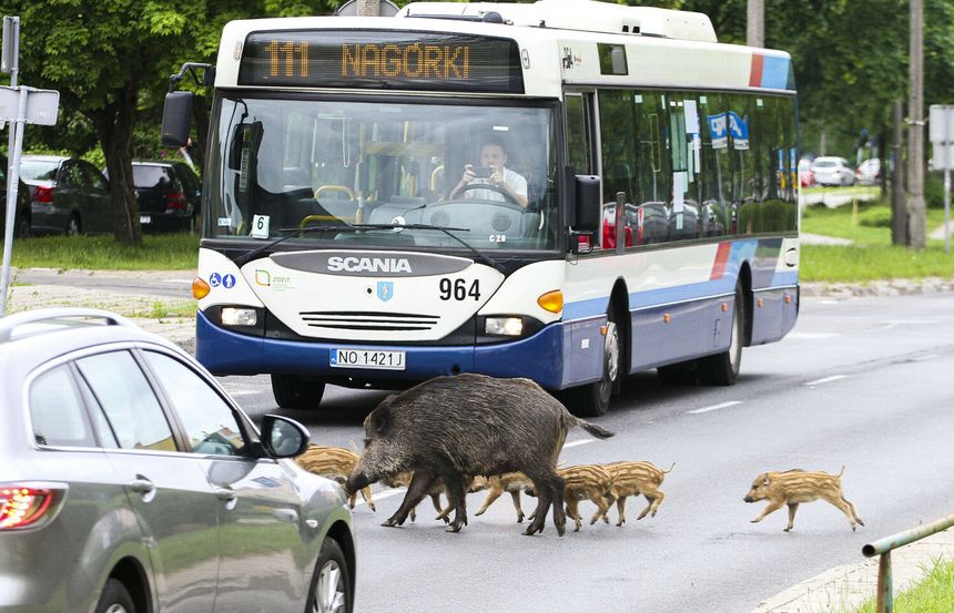 dziki w mieście, odstrzał