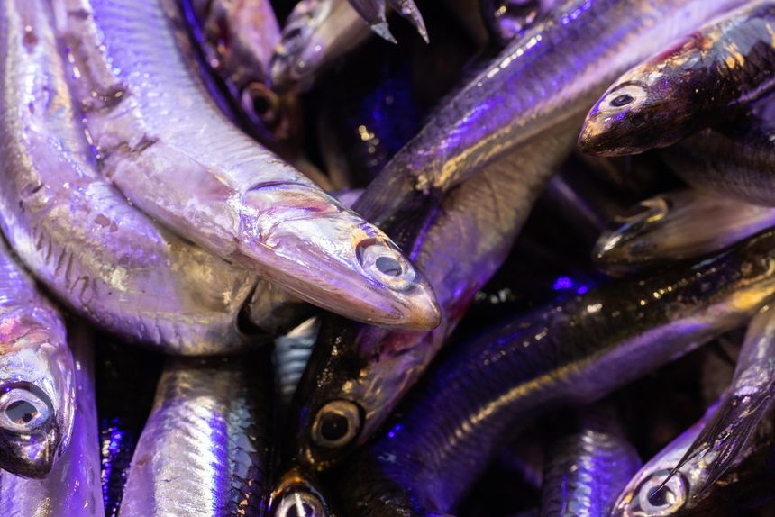 Anchois
