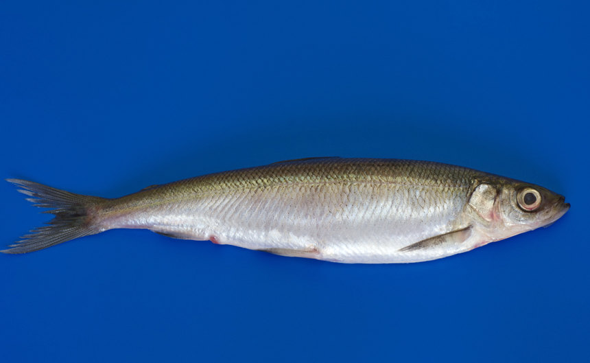 ryba sielawa