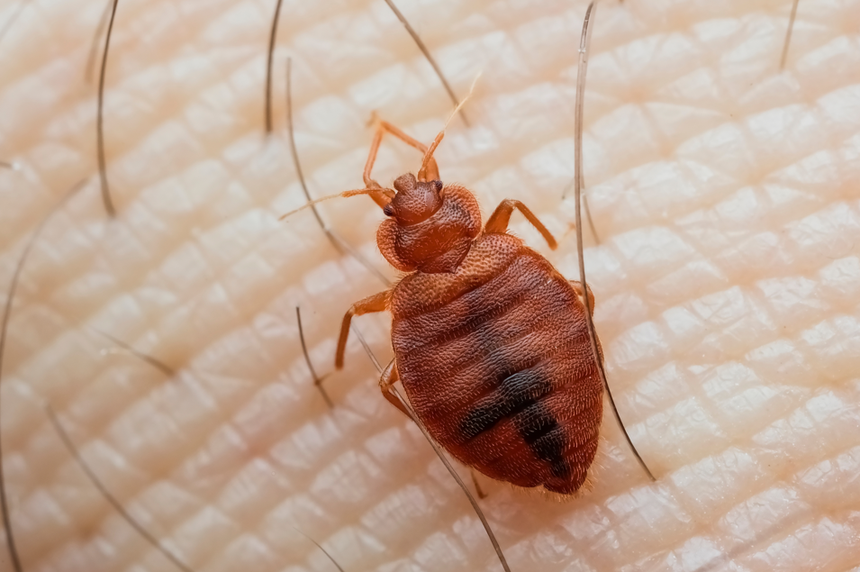 jak wygląda pluskwa domowa