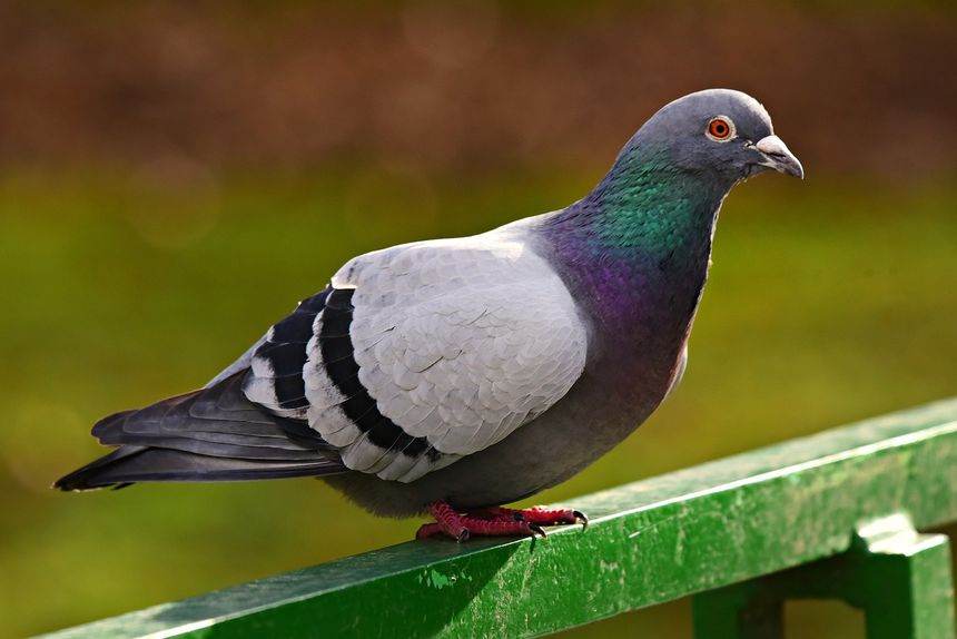 Gołąb