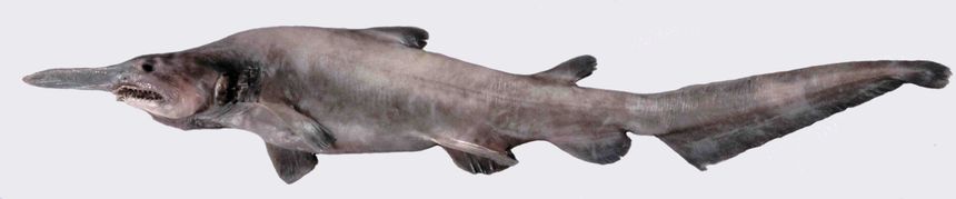 rekin chochlik, goblin shark