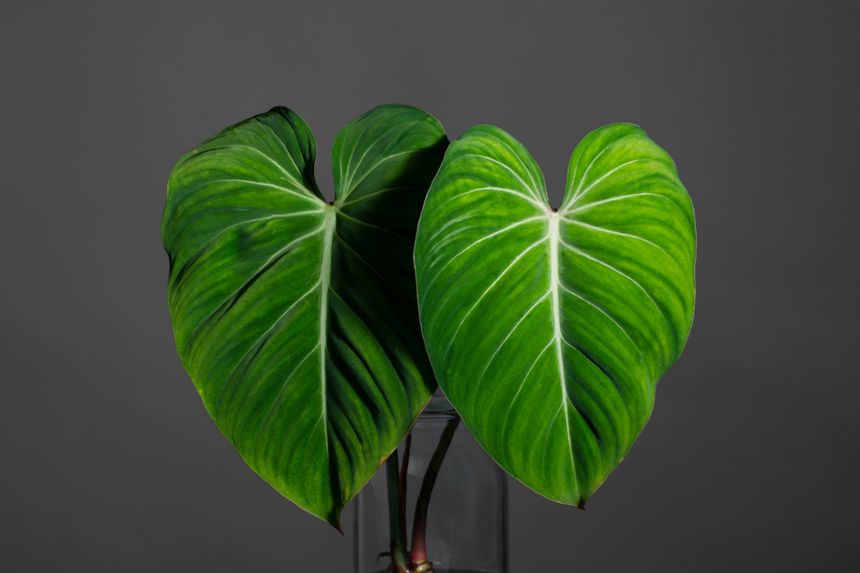 Philodendron Gloriosum, wartość jednego liścia od 150- 200 złotych w górę