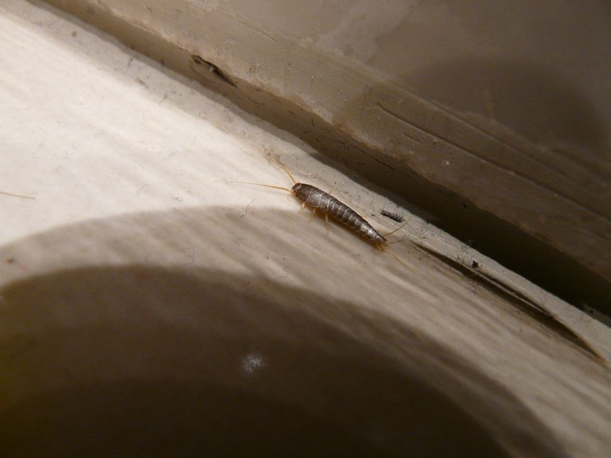Rybik