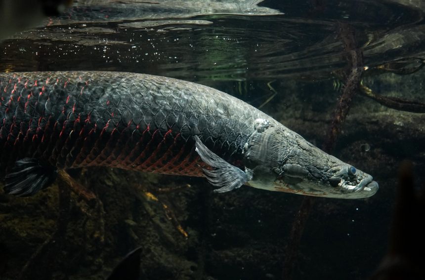 ryba Arapaima gigas