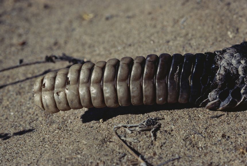 grzechotka grzechotnika