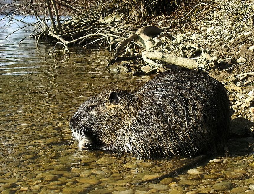 Tak wygląda nutria amerykańska