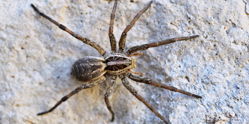 tarantula ukraińska Lycosa singoriensis