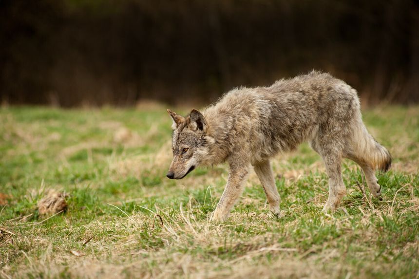 wilki w Polsce, spotkanie z wilkiem w Bieszczadach