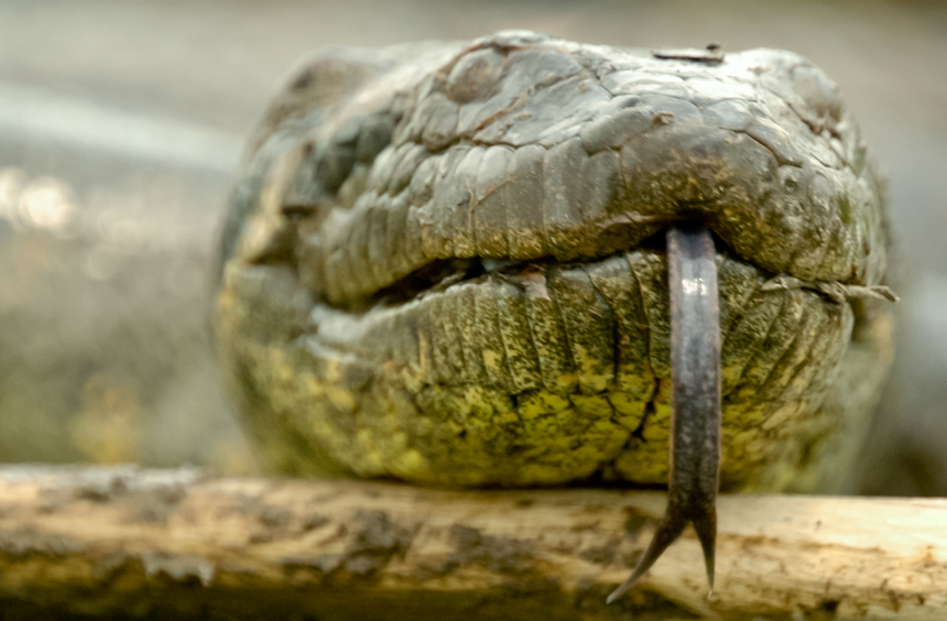 anakonda zielona Eunectes murinus
