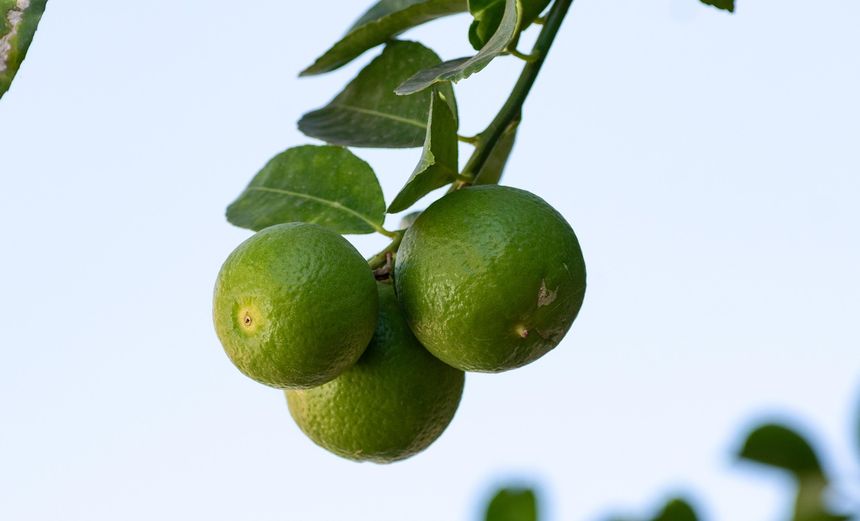 Grejpfrut zielony, oroblanco, sweetie