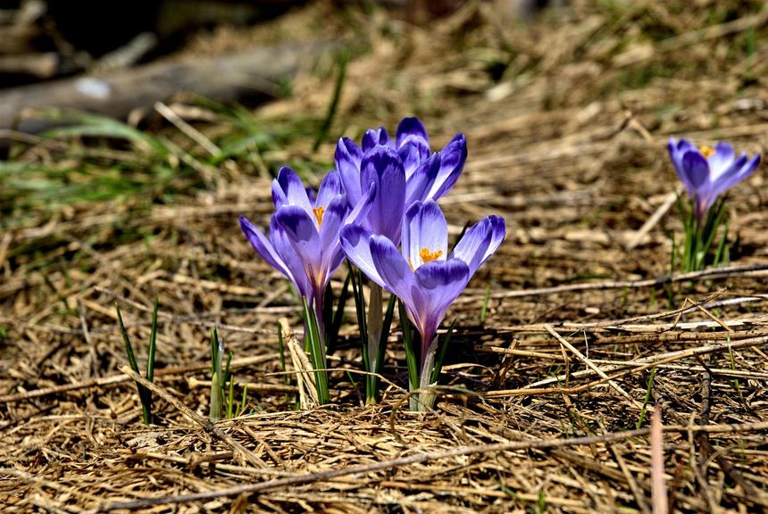 Krokusy