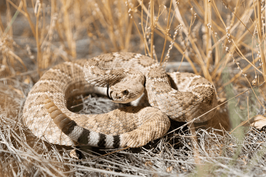 jadowity grzechotnik teksaski crotalus atrox