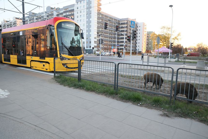 dziki w Warszawie
