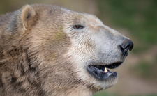 Niedźwiedź polarny
