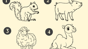 Test intuicji - zwierzęta