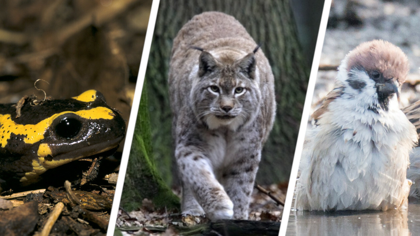 Salamandra plamista, ryś euroazjatycki, wróbel pospolity