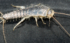 Rybiki cukrowe w domu, sposoby i zwalczanie