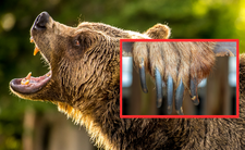 Niedźwiedź grizzly