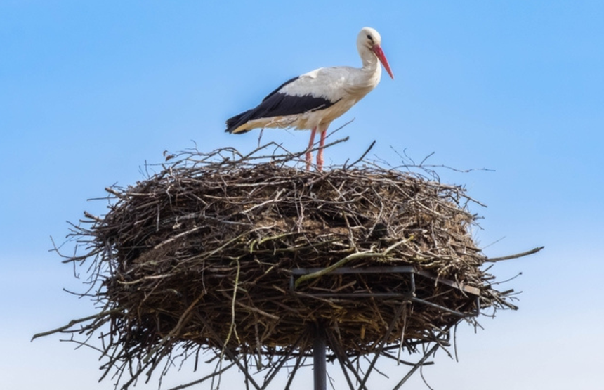 Bocian biały w gnieździe