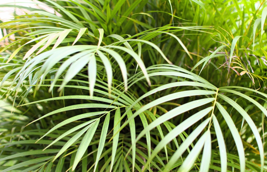 Areca palma