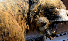 Niedźwiedź krótkopyski Arctodus simus