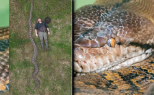 Pyton pobił rekord, najdłuższy wąż na świecie