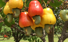 Orzechy nerkowca a zdrowie i dieta